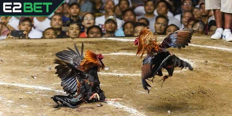 Trải nghiệm các trận đấu đỉnh cao trên E2BET