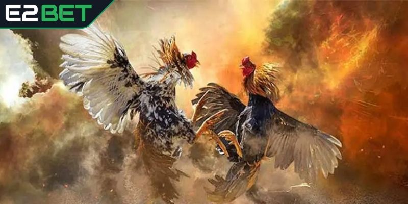 Hiểu về đá gà mạng