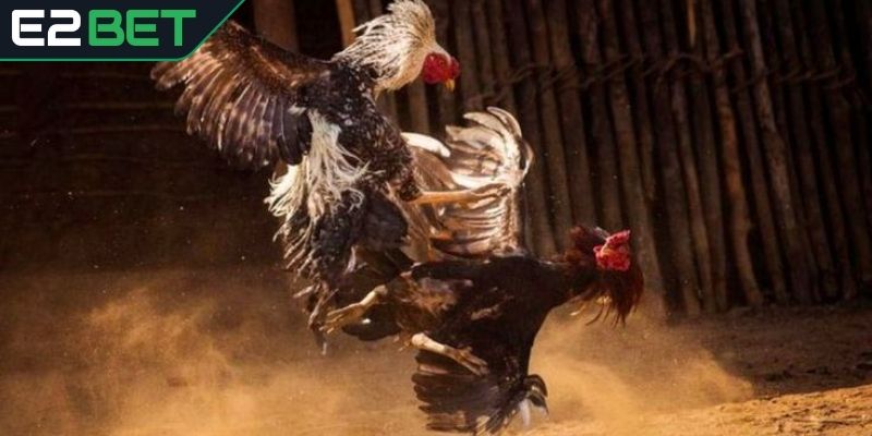 Nắm vững thể lệ khi chơi đá gà mạng