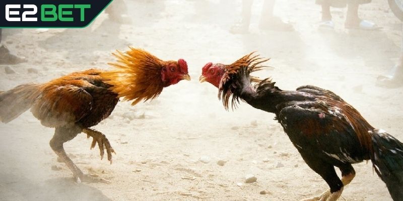 Khám phá sự hấp dẫn của đá gà Campuchia tại E2BET