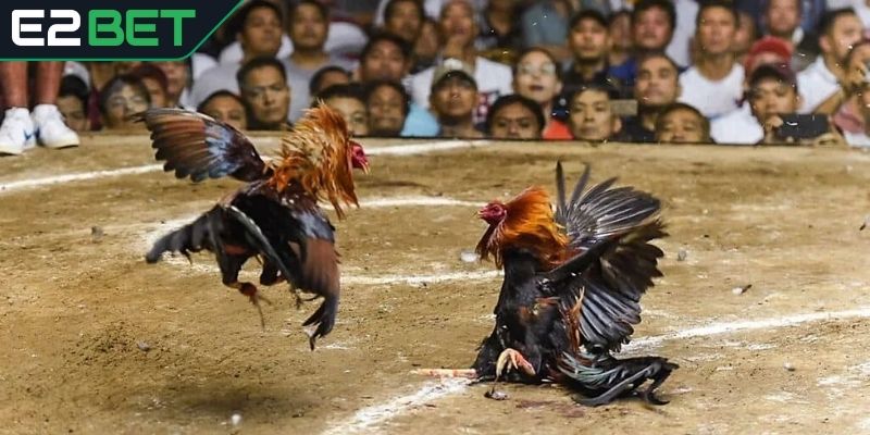 Cửa cược Wala được kê thủ lựa chọn