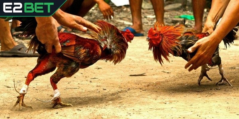 Lịch sử và đặc trưng của đá gà Mexico