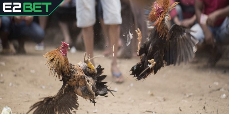 Quy định về thắng, thua trong đá gà Mexico