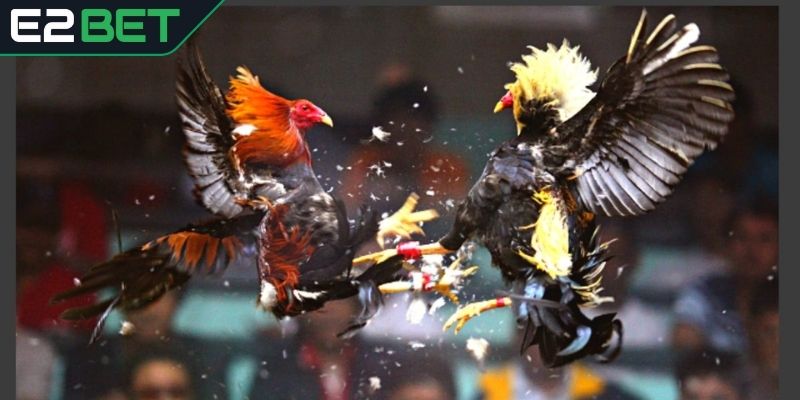 Quy định đặt cược tại sới đá gà Thái Lan cập nhật từ E2BET
