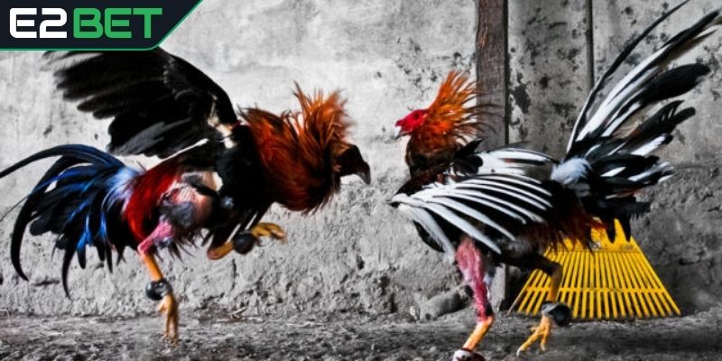 Loại hình cựa sắt hấp dẫn