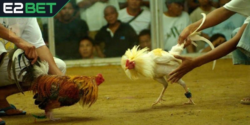 Trải nghiệm hấp dẫn từ trận đá gà trực tiếp E2BET
