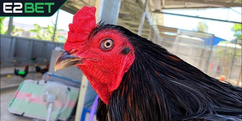 Hiểu thêm về dòng gà xanh trích đá Thomo