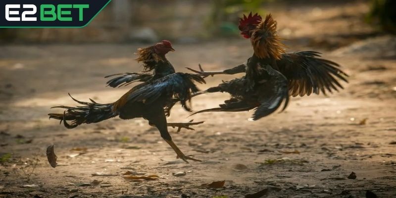 Khả năng thi đấu linh hoạt