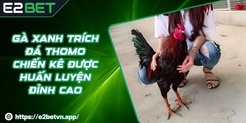 Gà Xanh Trích Đá Thomo - Chiến Kê Được Huấn Luyện Đỉnh Cao