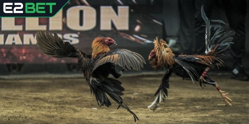 Loại hình Philippines hấp dẫn