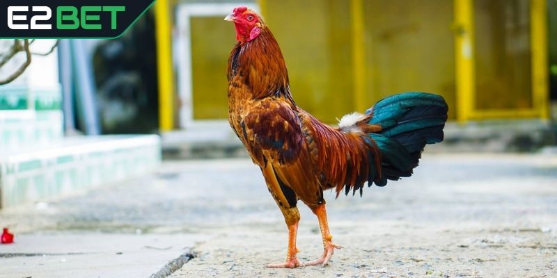 Giải mã màu mạng gà đá theo ngũ hành
