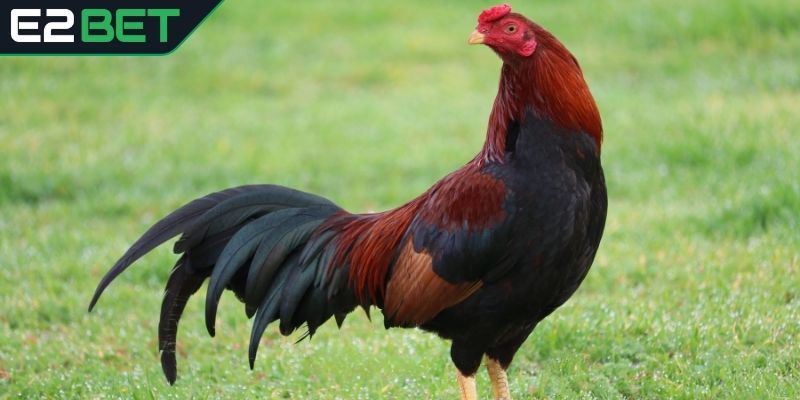 Liên kết màu sắc - ngũ hành của chiến kê