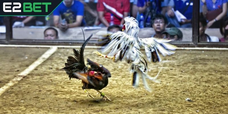 Trường đá gà Campuchia